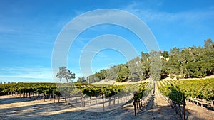 Shadows and sunlight over winery vineyard in Paso Robles California USA