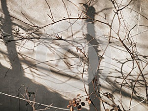 Shadows in a sunny day. Thin tree branches near the wall.