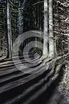 Shadows of tall trees on forest road at midday