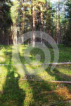 Shadows of three hikers in northern Swedish nature reserve Norravasund