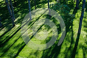 Shadows of tree branches lie over the green lawn
