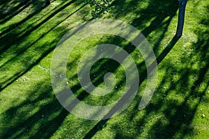 Shadows of tree branches lie over the green lawn