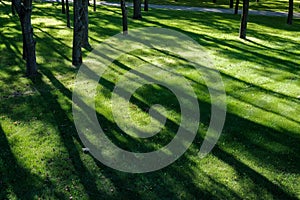 Shadows of tree branches lie over the green lawn