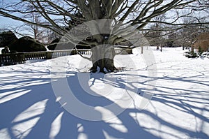 Shadows of tree outside the Breakers Mansion - Newport, Connecticut, USA