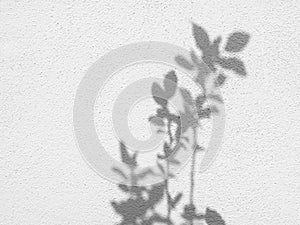 Shadows of tree twigs with leaves on a wall