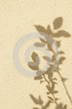 Shadows of tree twigs with leaves on a wall