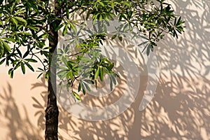 Shadows from the trees falling on the fence