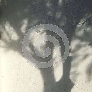 Shadows from the trees falling on the wall