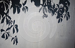 Shadows from trees falling on the wall, nature background.