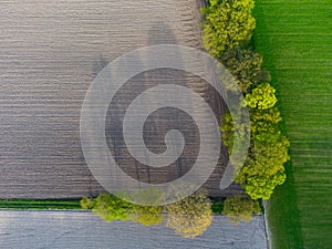 Shadows of trees on a field