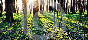 Shadows of trees in spring forest