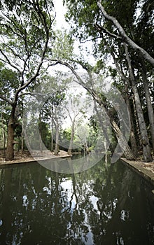 Shadows of trees in water