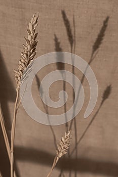 Shadows of wheat from the sun\'s rays