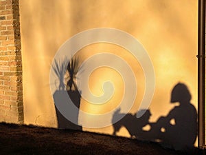 Shadows of woman with dog