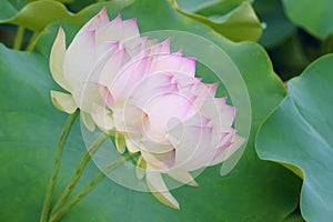 Shadowy lotus