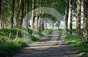 Shadowy road under trees photo