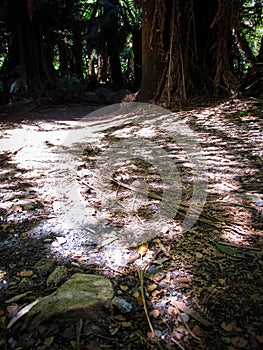 Shadowy shapes of fern leaves on the dry ground of Liffey Falls forest