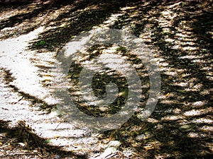 Shadowy shapes of fern leaves on the dry ground of Liffey falls forest