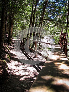 Shadowy shapes of tree leaves on the dry ground of Liffey Falls forest