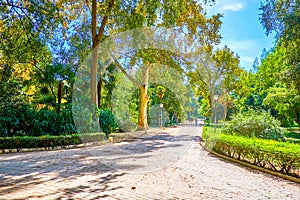 The shady alley in Maria Luisa Park in Seville, Spain