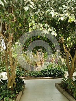 A shady and cool banyan tree