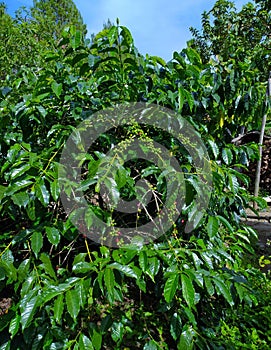 shady and fruitful coffee tree