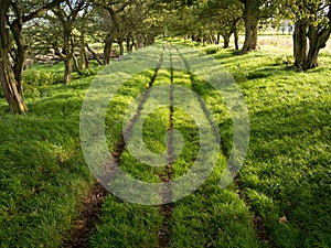 Shady Green Lane Track with Trees