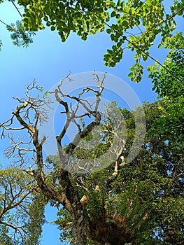 shady green trees under the blue sky during the day photo