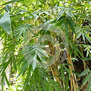 A shady grove of yellow bamboo trees