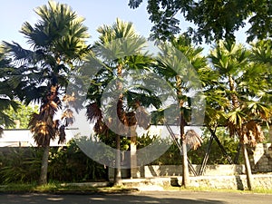 shady palm trees line the roadside