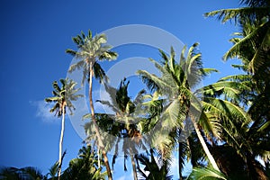 Shady palms in Fiji