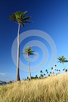 Shady palms in Fiji