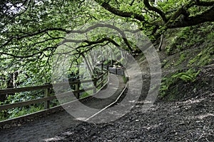 Shady path at Burrs Country Park, Bury