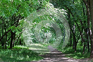 Shady Path in Deciduous Forest