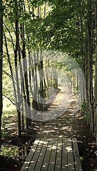 Shady path lined with young trees