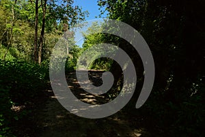 Shady path in woods of sunny spring