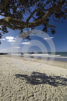 Shady spot underneath a pohutukawa tree on a North island beach, New Zealand.