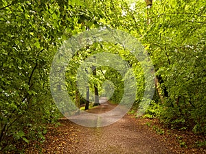 Shady summer forest hiking trail after rain