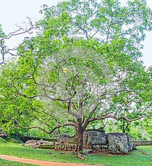 The shady tree