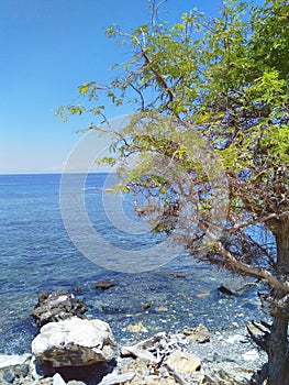 Shady tree and black white sea stones in coastline of Manatuto, Timor-Leste. photo