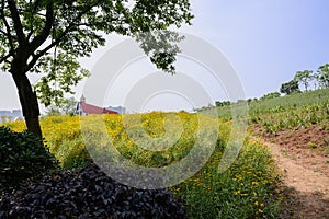 Shady tree on flowering hillside at sunny summer noon