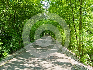 Shady tree-lined avenue receding in straight line