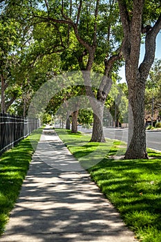 Shady Tree-Lined Sidewalk on Residential Street