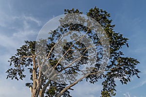 Shady trees blowing in the wind against a clear sky background