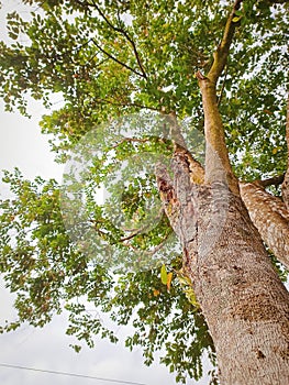 Shady trees that bring coolness