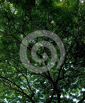 the shady trees feel cool under the sunlight