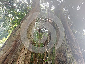 shady trees grow abundantly