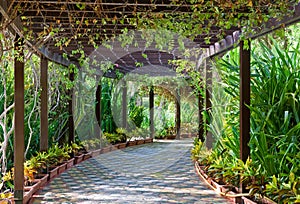 A Shady Walkway