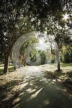 Shady walkway among big tree