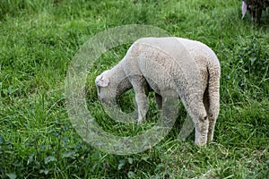 Shaft grazes in the meadow